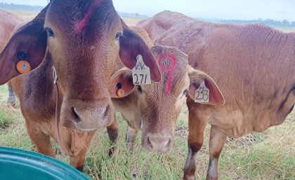 Close up of 3 tagged heifers in a paddock. Image, UQ